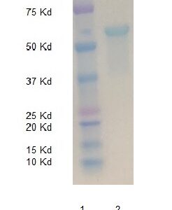 Biotinylated Human Complement Factor Bb