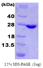 Human 4-1BB Ligand