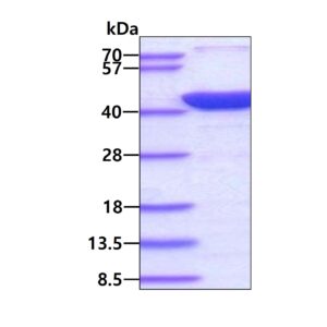 Human Annexin A2/ANXA2