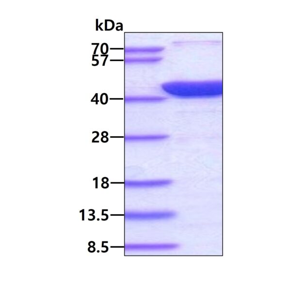 Human Annexin A2/ANXA2