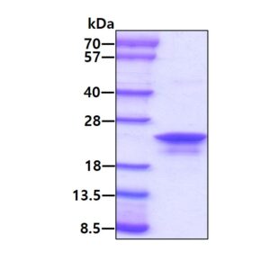 Human AG-2/AGR2