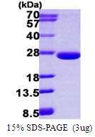 Human ARL3