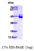 Human Annexin A8 (ANXA8)