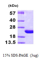 Human ADP-Ribosylation Factor 6 (ARF6)