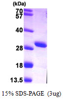 Human AK3L1