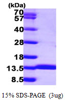 Human Acylphosphatase-1 (ACYP1)