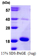 Human AGR3