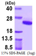 Human ARF5