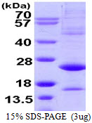 Human ATF3