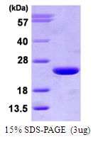 Human ADP-Ribosylation Factor 3 (ARF3)
