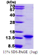 Human c-Myc-binding protein (AMY-1)