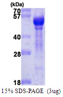 Human Angiopoietin-1 (ANG-1)