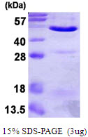 Human Annexin A7 (ANXA7)