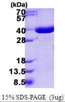 Human Annexin A10 (ANXA10)