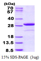 Human Apoptosis with CARD