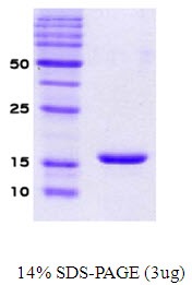 Human alpha-Synuclein