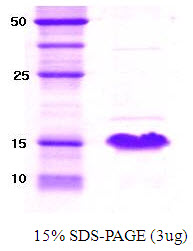 Human alpha-synuclein