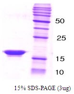Human beta-Synuclein
