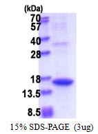 Human Angiogenin (ANG)