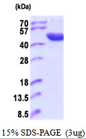 Human ACP6