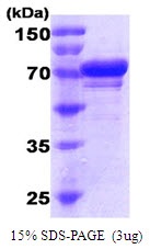 Human Immunoglobulin Binding Protein (BiP)