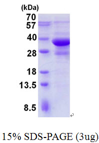 Human BIF-1