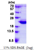 Human BCL2L10