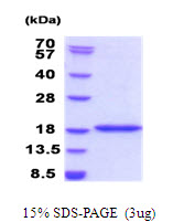 Human BRD1