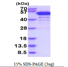 Human BRD3