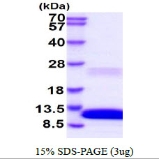 Human CXCL2