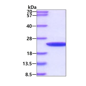 Human Cyclophilin B