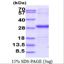Human CD16