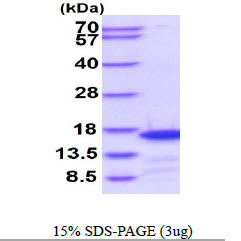 Human CDKA1 / DOC1