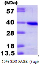 Human Cyclin-H