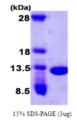 Human CKS2