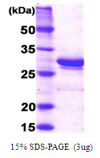Human C1QBP