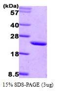 Human Calcium and Integrin-binding 1 (CIB1)