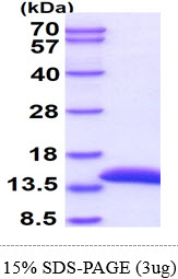 Human Cystatin-A (CSTA)