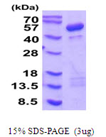 Human Cytohesin-1