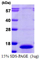 Human CDC26