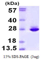 Human CNTF