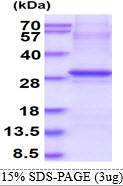 Human CD244
