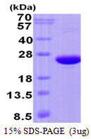 Human CREG1