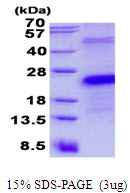 Human CD27