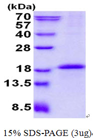 Human CD79B