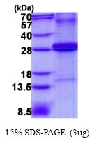 Human Complement Factor D