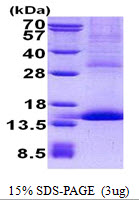 Human CD42a