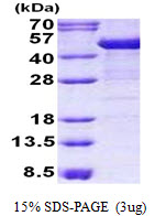 Human Cytokeratin-19 (CK-19)