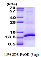 Human CD3G