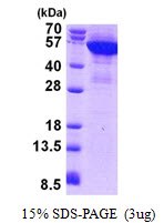 Human Cytokeratin-8 (CK-8)